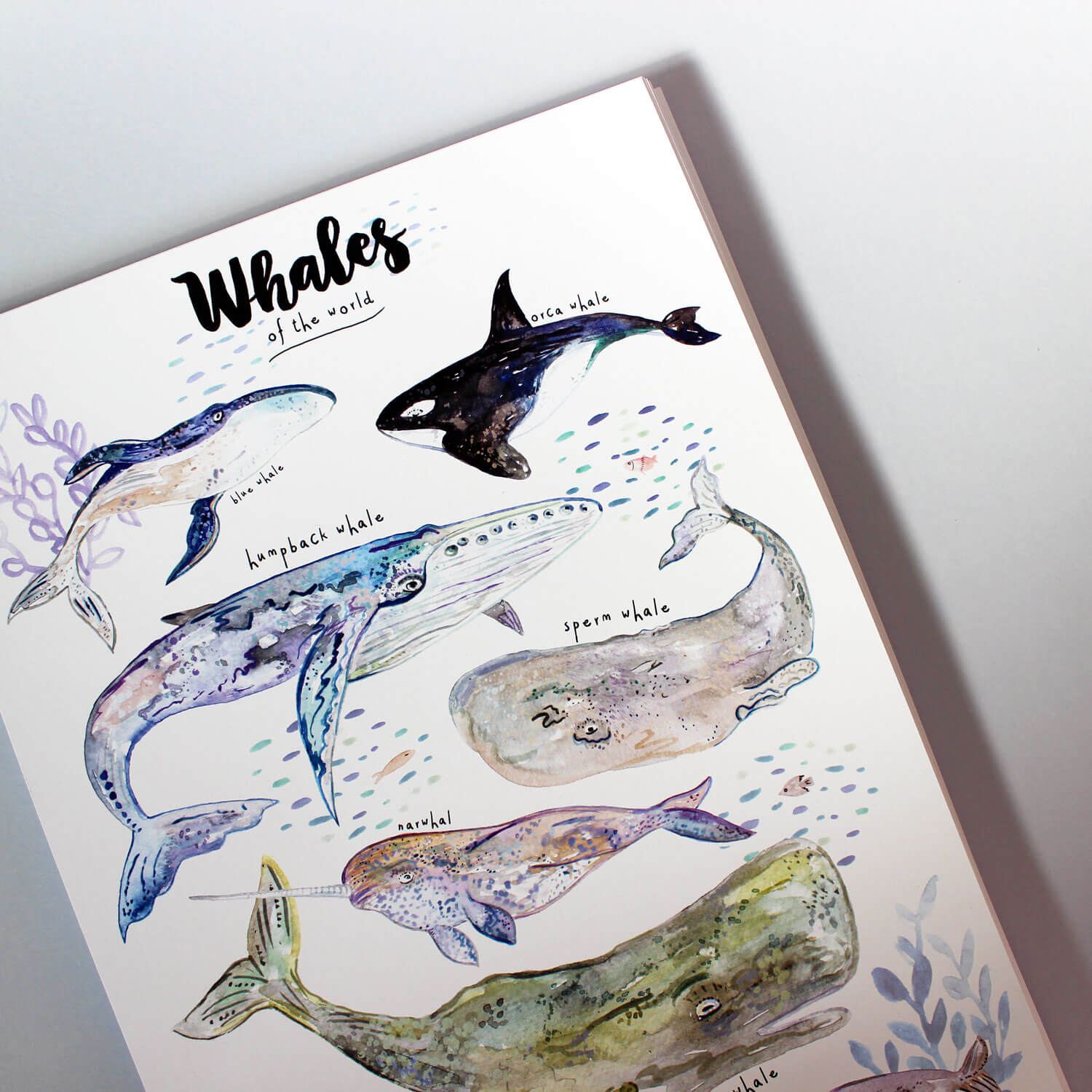 whales-of-the-world-art-print1